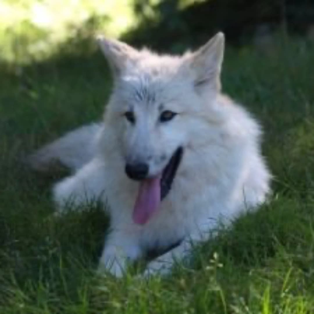 A fluffy, white wolf resting on green grass, with its tongue out and ears perked up.