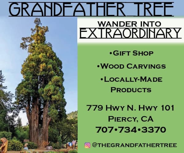 Grandfather Tree