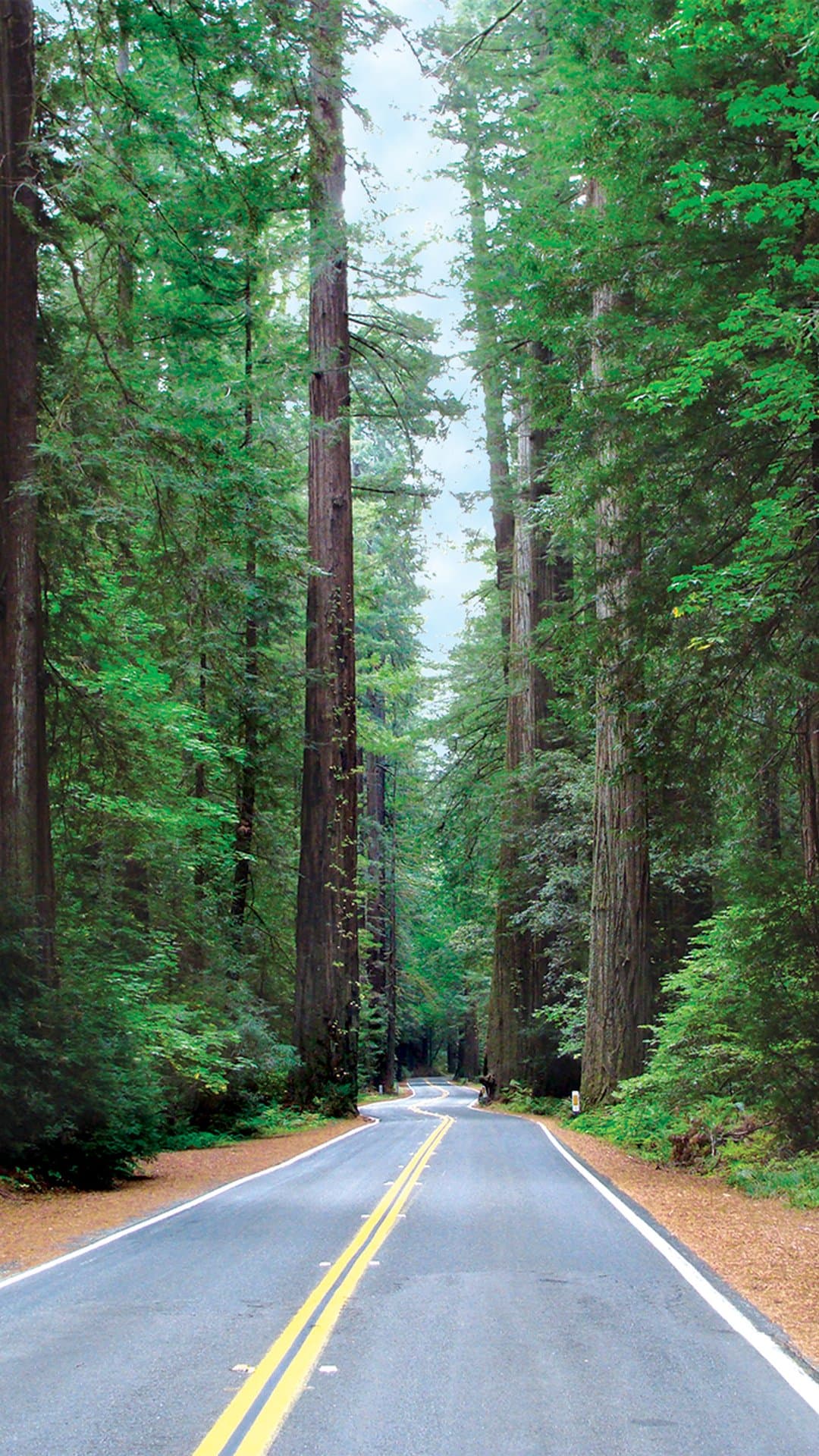 Avenue of the Giants