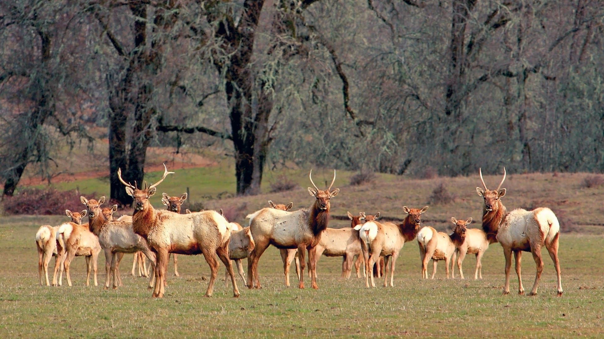 Laytonville & Leggett