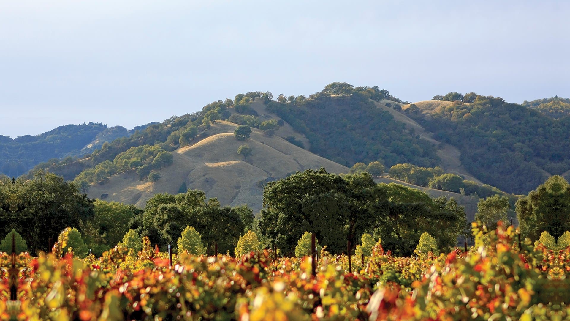 101 Things to Know About Wine